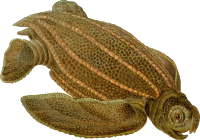 Prehistoric Turtle 6