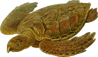 Prehistoric Turtle 7