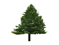 Douglas Fir