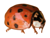 Ladybug