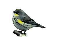 Warbler