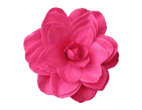 Pink Camelia