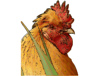 Rooster