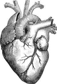 Anatomical Heart