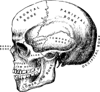 Human Skull