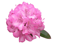 Rhododendron Flower