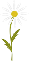 Camomile