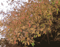 Bush in Autumn