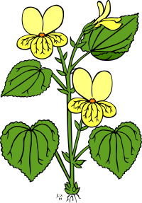 KU viola glabella