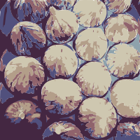 Super big Figs 