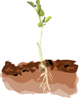 Sprouting Pea