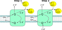 Oxidative Phosphorylation Complex III