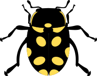 Eriopis Canrash Bug