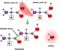 Peptide Bond Formation