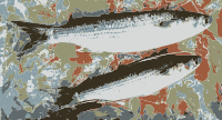Fish from the market