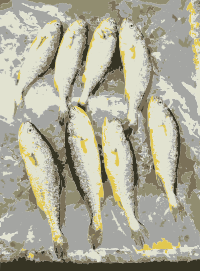 Fish from the market 1