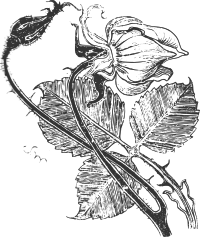 Wyspianski Rose