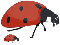 ladybug