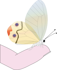 butterfly