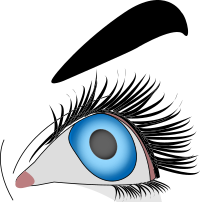oeil