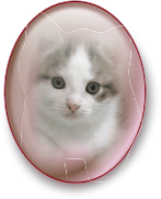 Cat in Mirror