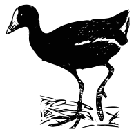 Gallinule Bird