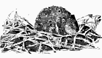 muskrat