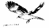 Mockingbird Bird
