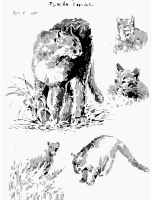 Florida Panthers