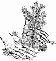 Planting a Tree