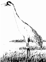 Sandhill Crane