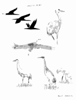 Sandhill Cranes
