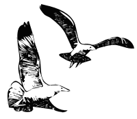 Herring Gulls 1