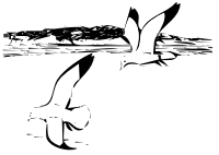 Herring Gulls 2
