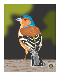 Finch