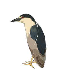 Bihoreau gris - Night heron