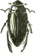 Hydrophilus triangularis