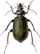 Calosoma scrutator