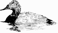 drakecanvasback