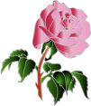 Rose colors