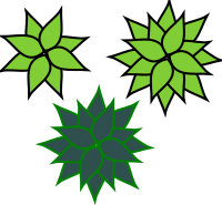 agave