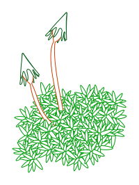 moss