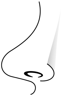 nose