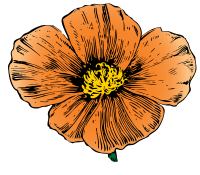 California Poppy