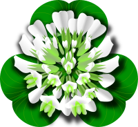 White Clover Flower