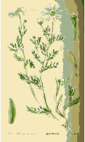 Illustration of the Anthemis Flower