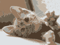 A cat named roxy