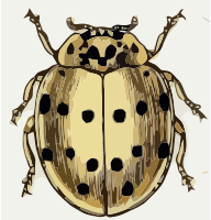 Coccinella sedicimpunctata