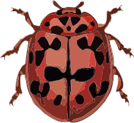 Coccinella conglobata