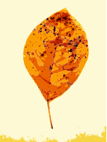 More fall tree leaves